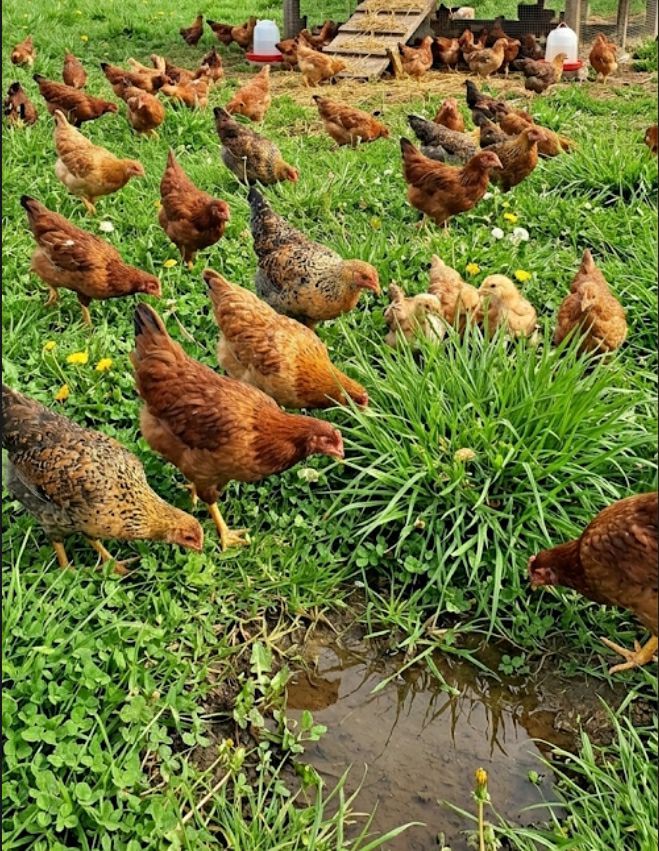 Chickens