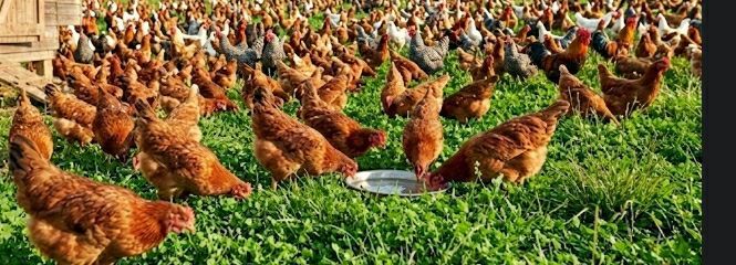 Kuroilers chicken