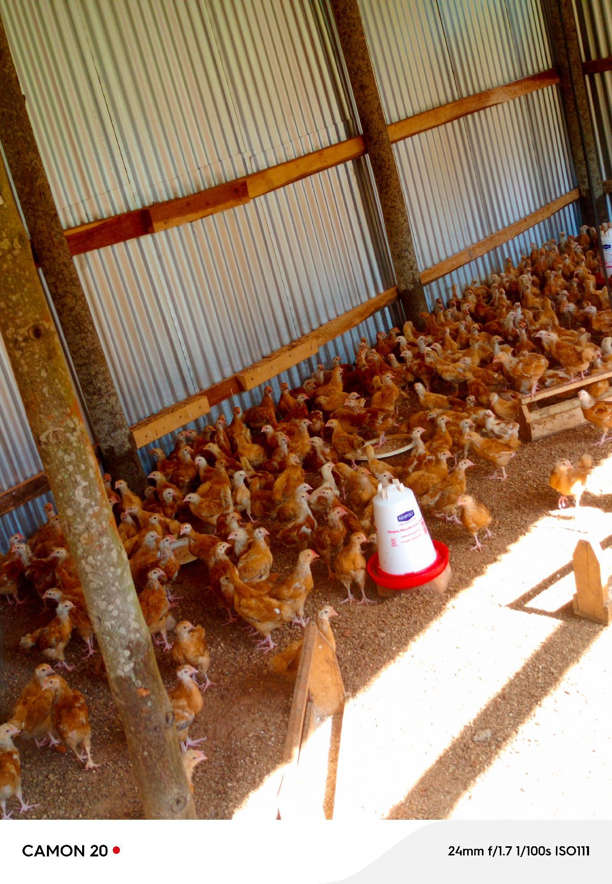 Quality 1 month old Uzima Chicks