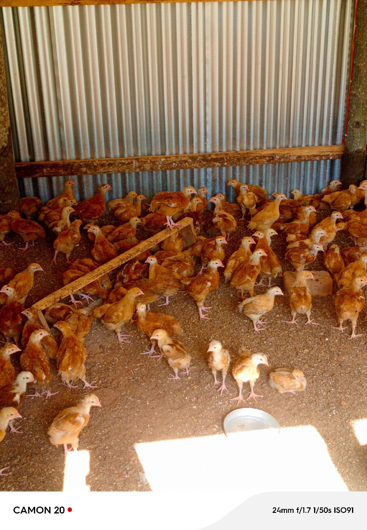 1 month old Uzima chicks